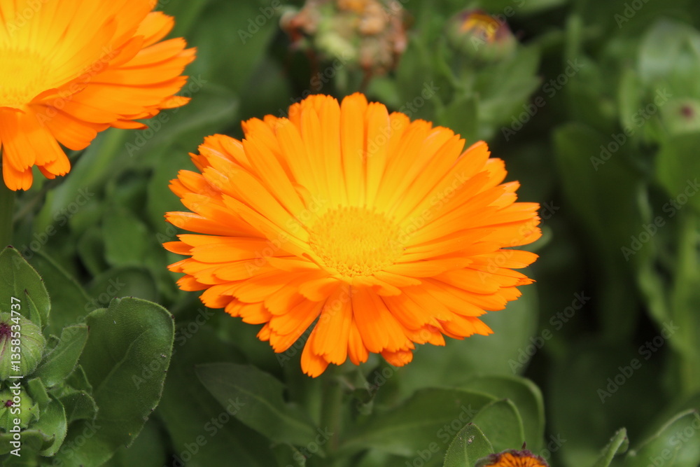 High quality photographs of blossoming Calendula, Ruddles or Pot Merigold flower portraying natures elegance and the subtle charm of their petals perfect for any design project or artistic inspiration High quality photographs of blossoming Calendula, Ruddles or Pot Merigold flower portraying natures elegance and the subtle charm of their petals perfect for any design project or artistic inspiration