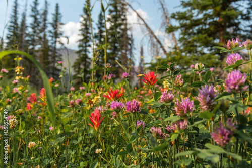 Wildflowers seen in northern Canada, Waterton Lakes National Park during summer time with lush, greenery in wild wilderness forest. Red clover, indian paintbrush, castilleja, trifolium pratense 