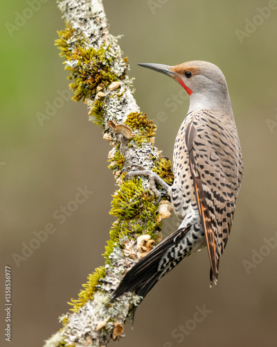 Northern Flicker (Colaptes auratus) or Common Flicker- Red-shafted, Western male adult  a medium-sized bird of the woodpecker family