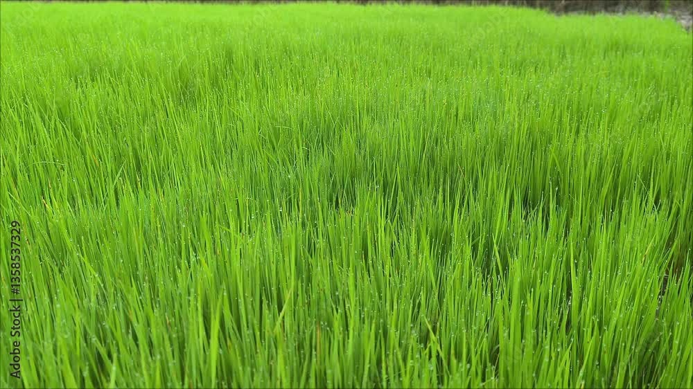 Green rice field view in the morning with sunlight, nature video. Green rice field view in the morning with sunlight, nature video.