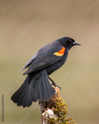 Red-winged Blackbird (Agelaius phoeniceus), male photo
