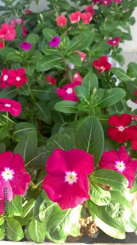 pink flowers in a garden