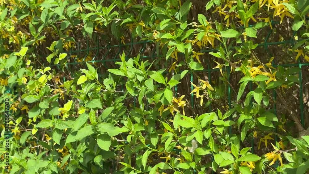 A moving shot of a wire fence densely covered with green ivy and small yellow flowers, creating a vibrant natural backdrop. A moving shot of a wire fence densely covered with green ivy and small yellow flowers, creating a vibrant natural backdrop.