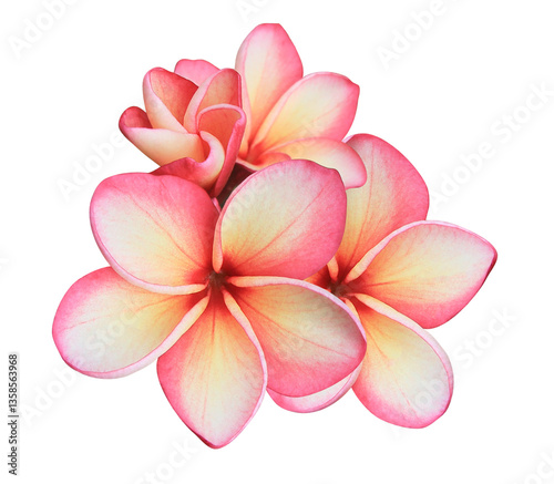 Plumeria or Frangipani or Temple tree flower. Close up pink-yellow frangipani flowers bouquet isolated on transparent background.	