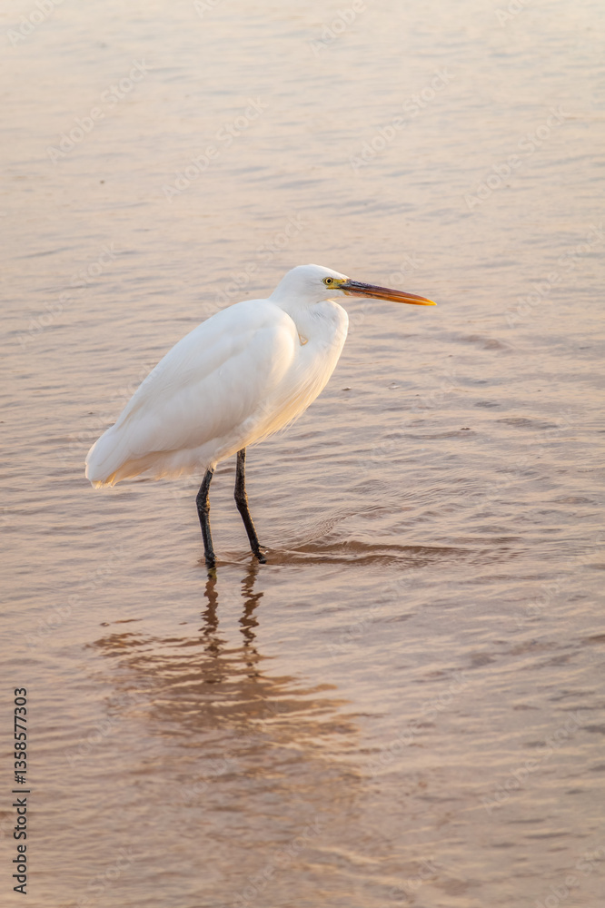Fototapeta premium Great egret (Ardea alba), a medium-sized white heron fishing on the sea beach
