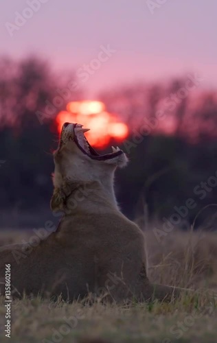 Witness the majesty of nature as the king of the jungle relaxes in the golden glow of sunset.