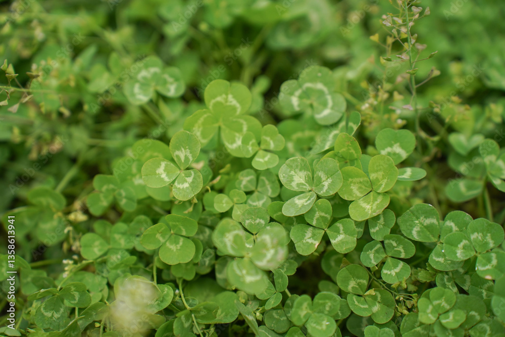 Clover view on top. Carpet of natural clover. Natural grass background. Wild clover