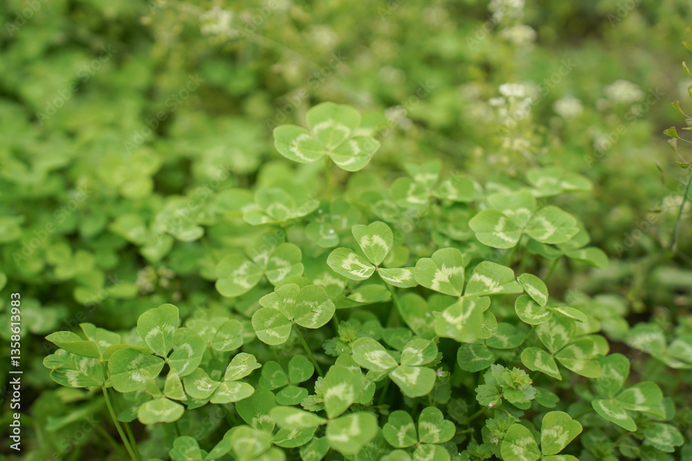 Clover view on top. Carpet of natural clover. Natural grass background. Wild clover
