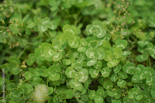 Obraz na płótnie Clover view on top. Carpet of natural clover. Natural grass background. Wild clover w salonie