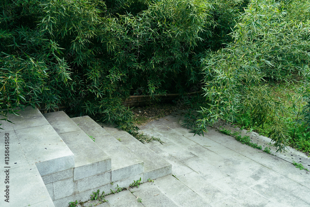 stairs in backyard with golden bamboo or Phyllostachys aurea