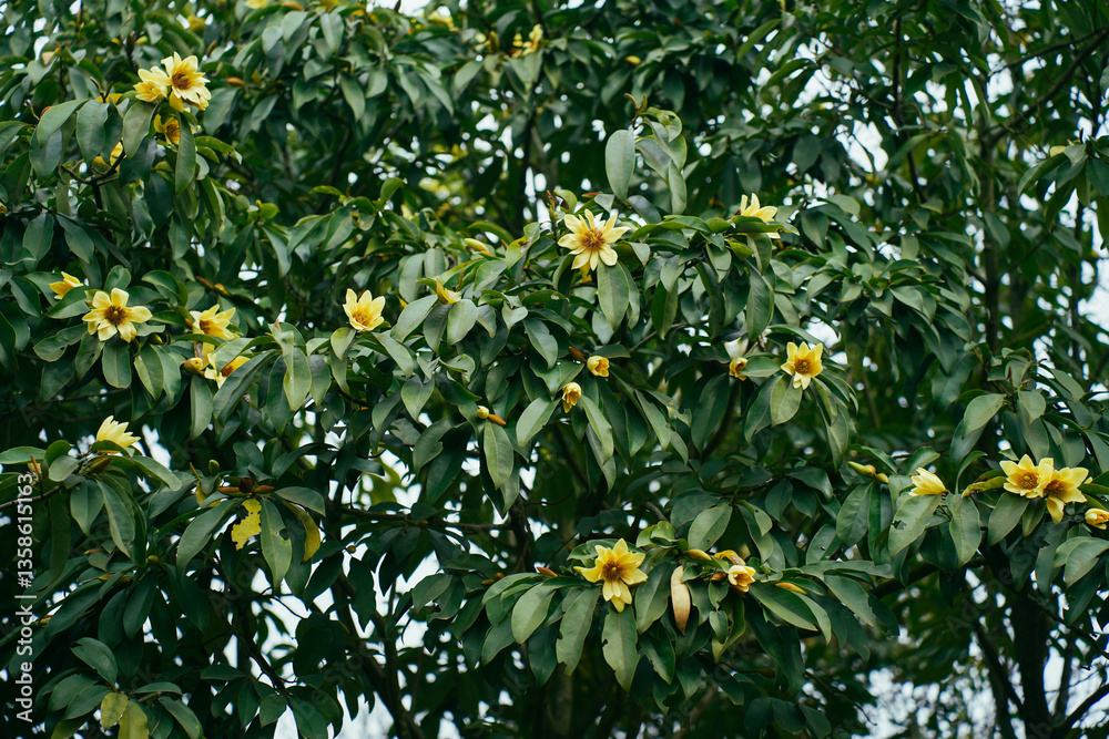 Michelia wilsonii in springtime