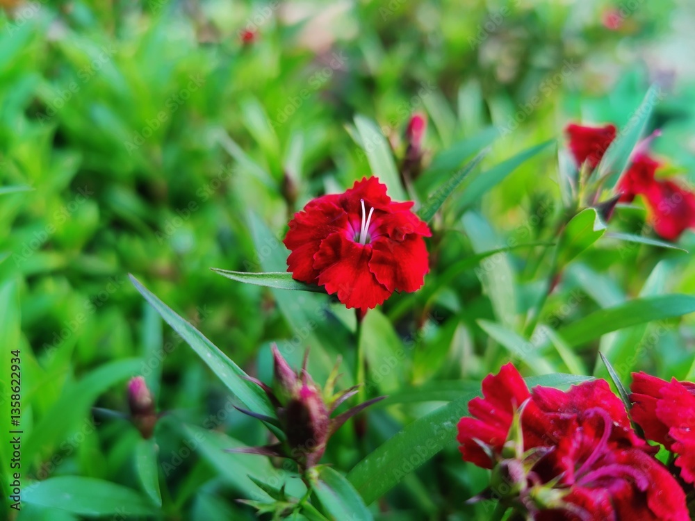 Carnation, Dianthus, caryophyllus, clove pink or Sweet William flowers
Carnation, Dianthus, caryophyllus, clove pink or Sweet William flowers