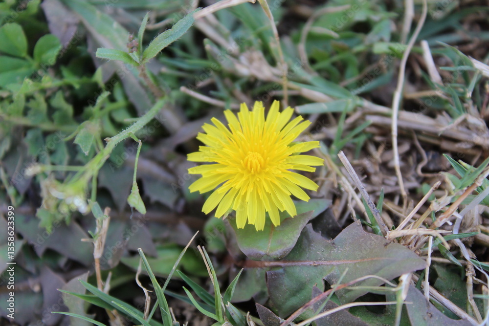 Common Dandelion, Leontodon tuberosus,Hawkbit or Taraxacum erythrospermum
Common Dandelion, Leontodon tuberosus,Hawkbit or Taraxacum erythrospermum