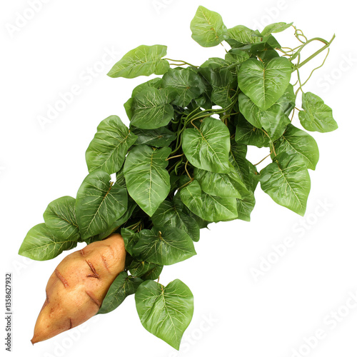 Fresh Sweet Potato With Green Leaves and Vining Stems
