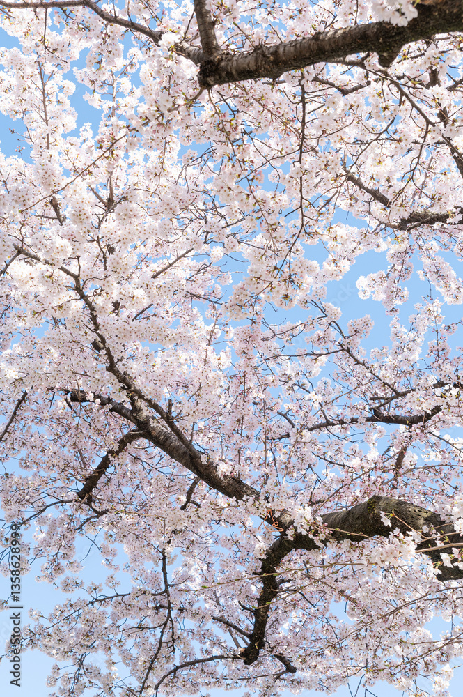 Full of Sakura flower with blue sky, Niigata, Japan 2025_6 Full of Sakura flower with blue sky, Niigata, Japan 2025_6