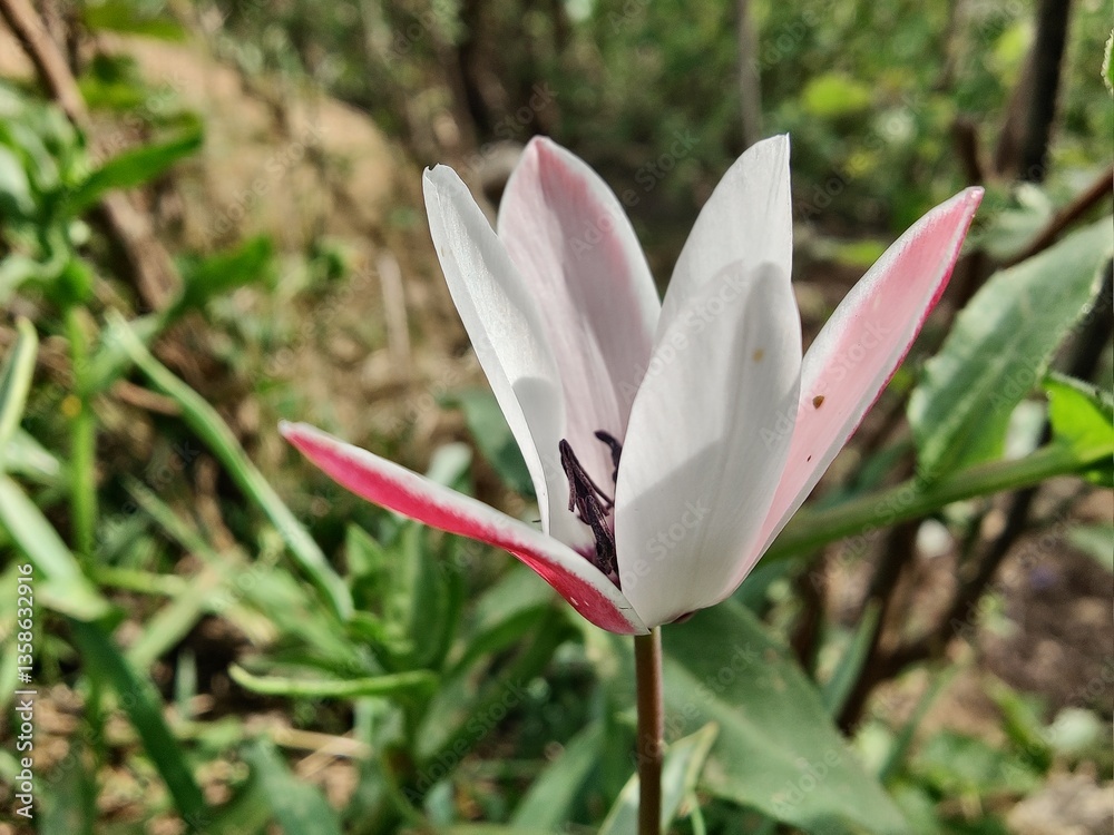 Fototapeta premium Lady tulip or the Tulipa clusiana flowers 