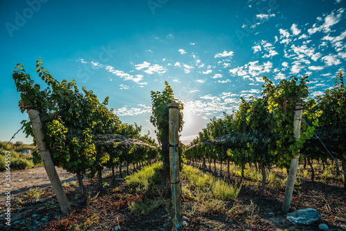 Scenic Vineyard Rows in the Morning Sunlight