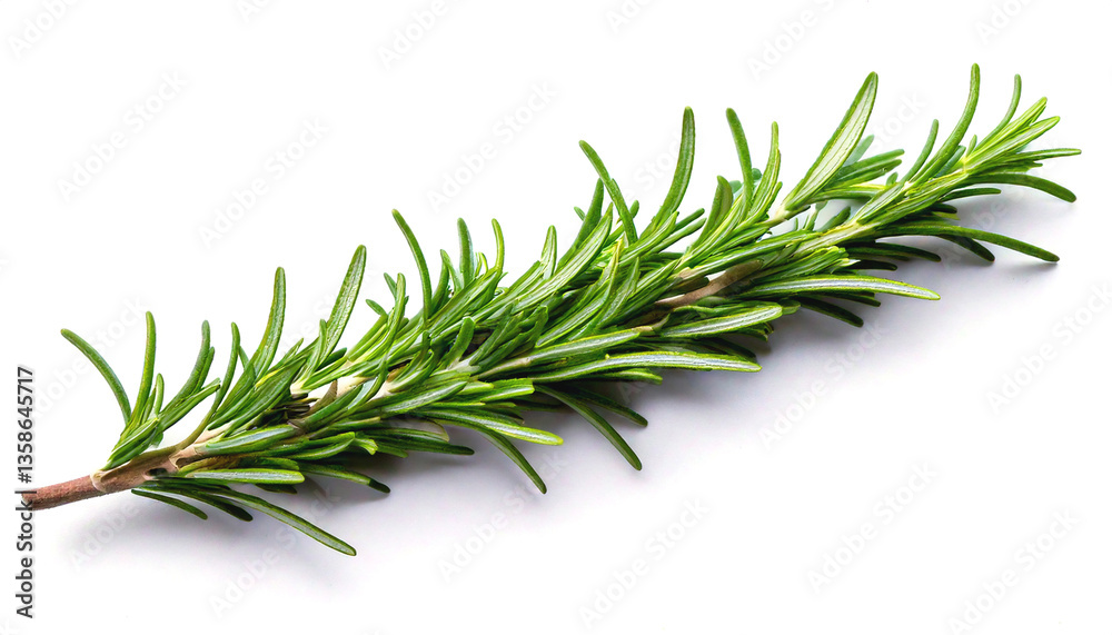Fototapeta premium a twig of rosemary isolated on white background