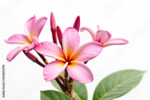 Pink plumeria flowers in full bloom, with delicate petals and a soft pink hue, isolated on a white background,  floral,  fragrant