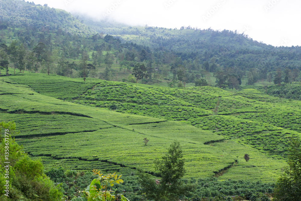 Obraz premium A lush green hillside with a few trees and a few people walking around