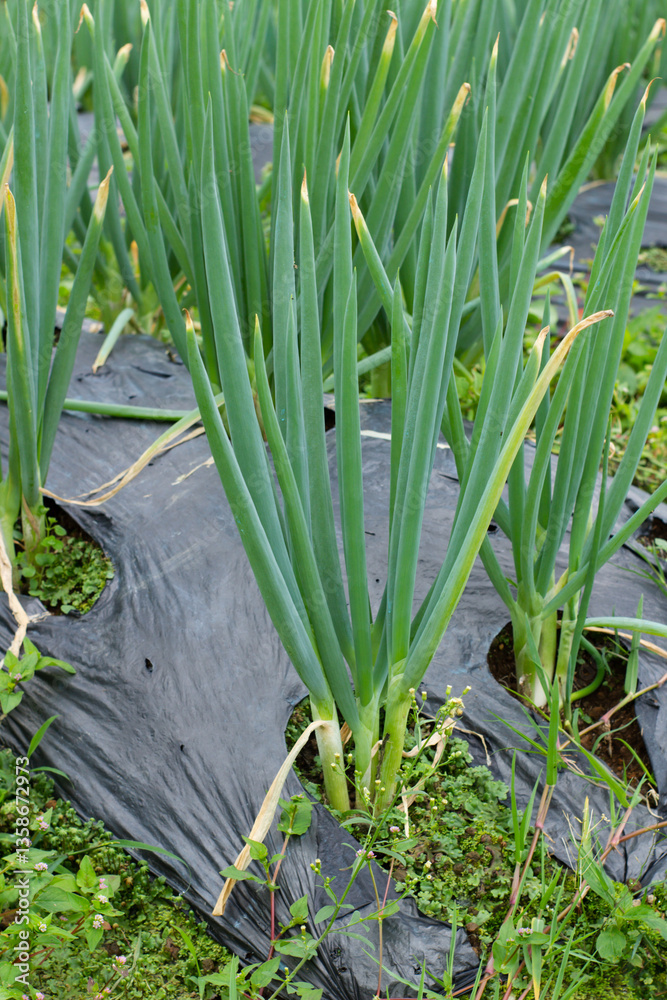 Obraz premium A row of green onions are growing in a garden