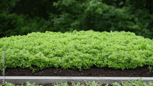 Vibrant Lettuce Farm: Captu...