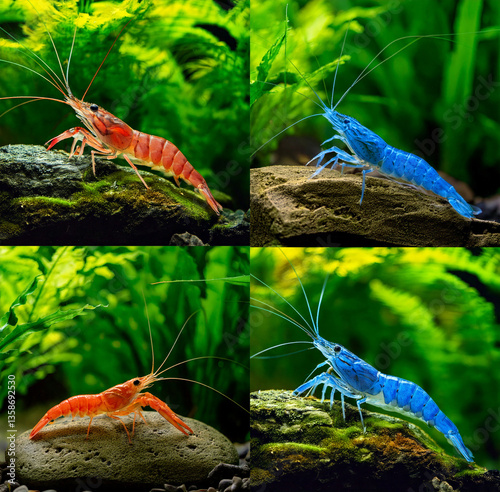 Obraz na płótnie Vibrant Nano Aquarium Shrimp Crawling on Rocks in a Freshwater Tank with Green Plants w salonie
