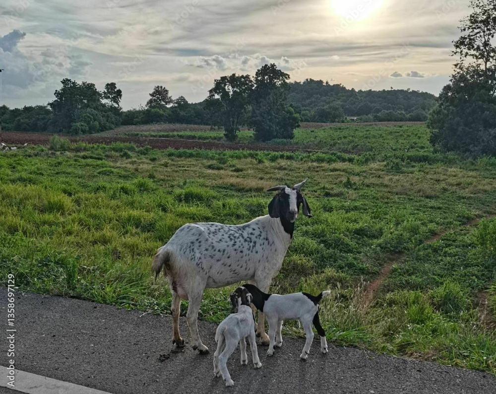 Fototapeta premium Goat in the mountains