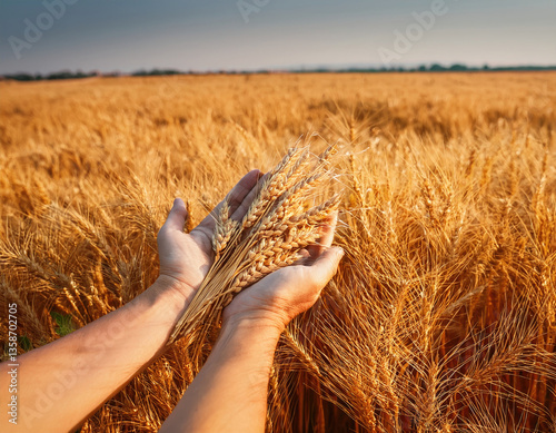 hands full of barley, Background of ripening ears of wheat field  photo