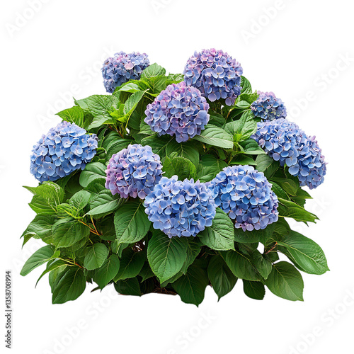 Lush Hydrangea Shrub with Blue and Pink Blooms Isolated on Transparent Background