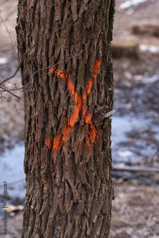 Fototapeta premium Tree with an X