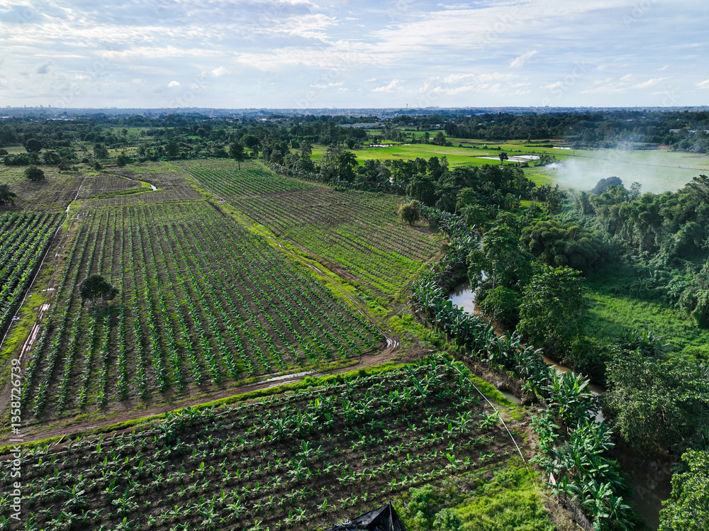 Naklejka premium Bird view of a row of cavendish banana plantations mixed with cassava plantations