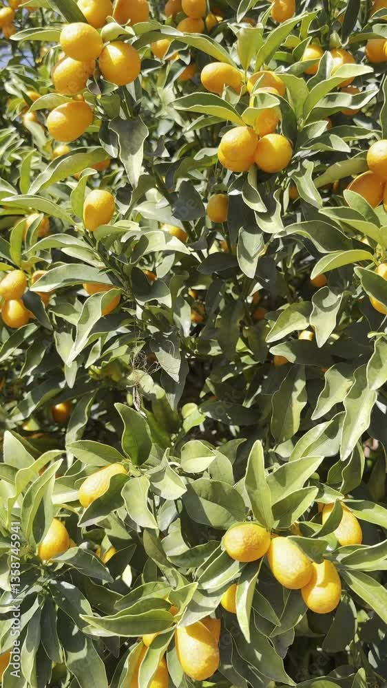 Kumquat video of the small and exquisite golden citrus