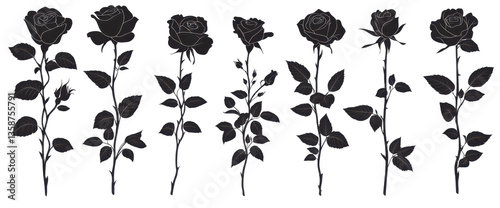 Set of black rose isolated on a transparent background