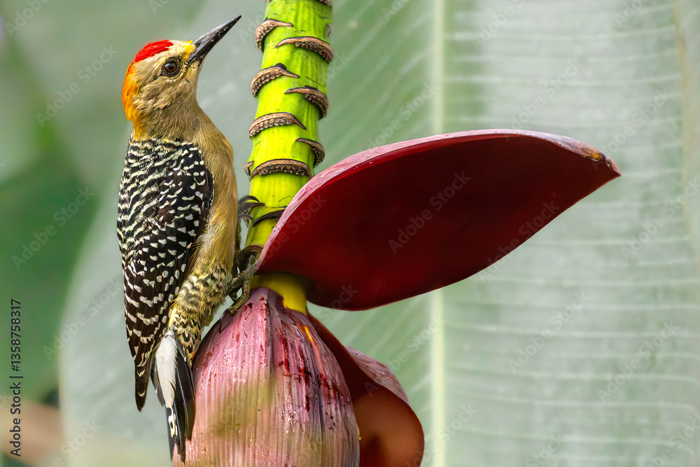 Hoffmann's woodpecker (Melanerpes hoffmannii), male. Rio Grande de Tarcoles (Tarcoles River), Costa Rica. Selective focus on bird's eye