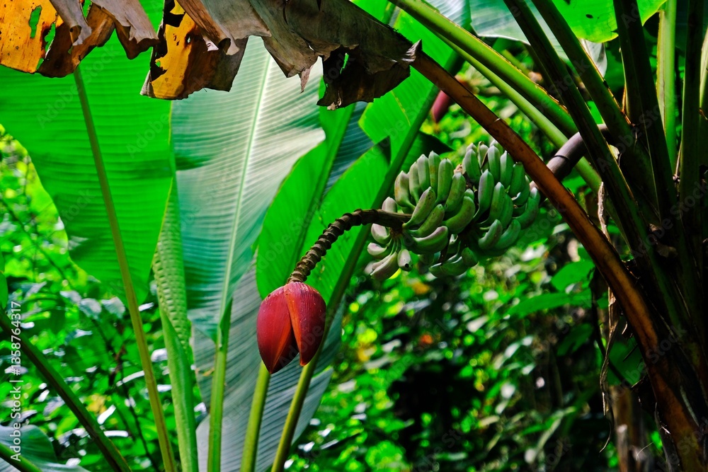 Banana blossom (banana heart) is a fleshy, purple-skinned flower, shaped like a tear, which grows at the end of a banana fruit cluster.