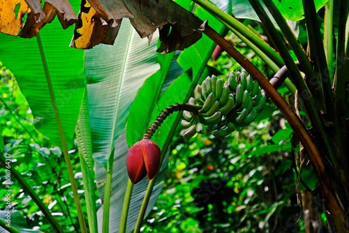 Obraz na płótnie Banana blossom (banana heart) is a fleshy, purple-skinned flower, shaped like a tear, which grows at the end of a banana fruit cluster. w salonie