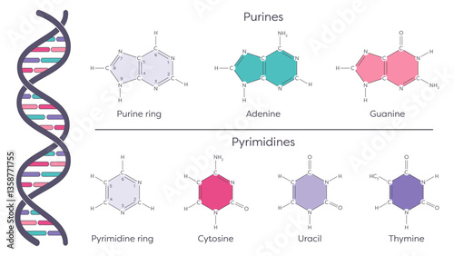 Nitrogenous bases of DNA and RNA