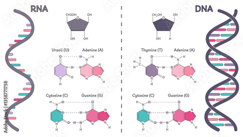 DNA versus RNA genomic educational diagram