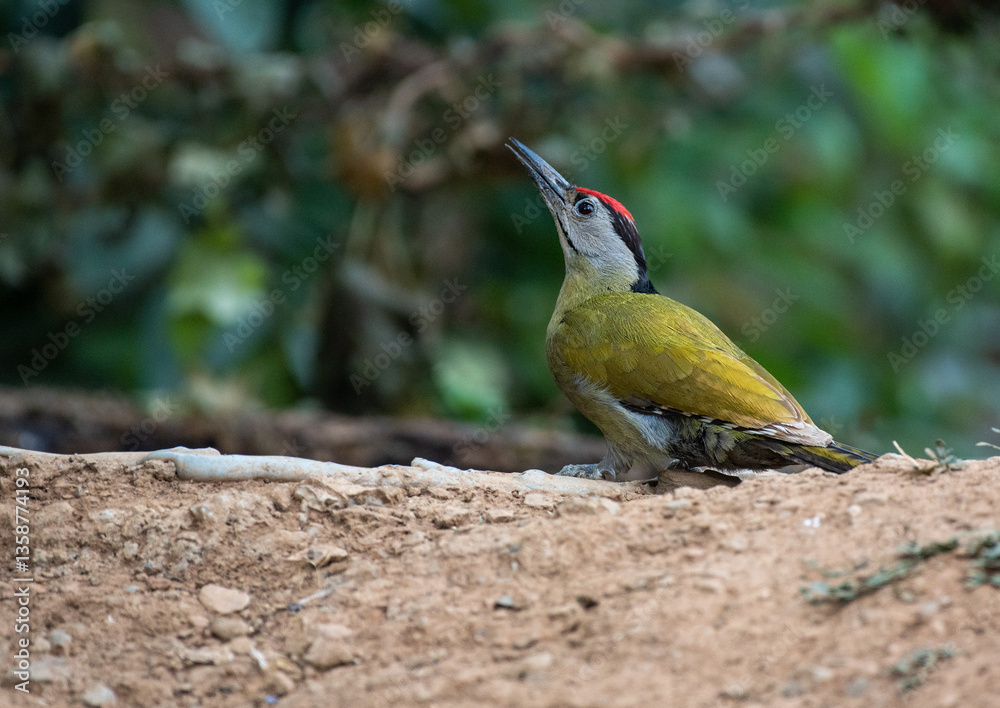 Grey headed woodpecker bird in its habitat. Close up, selective focus.