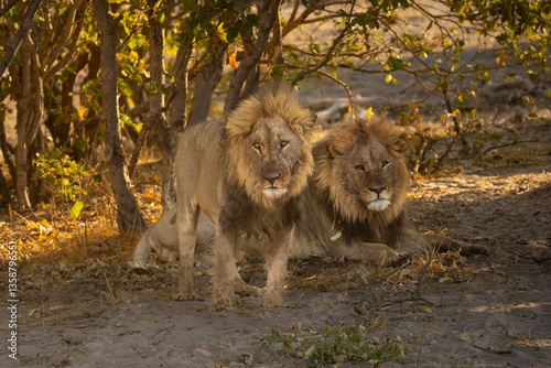 Big lion lying on savannah grass. Landscape with characteristic trees on the plain and hills in the background