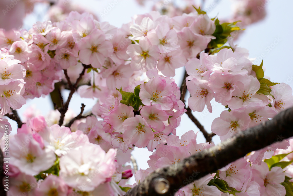 Fototapeta premium Branches of sakura flowers, cherry blossom