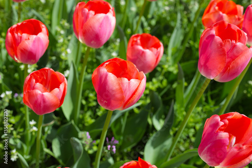 Beautiful tulip flower in the park