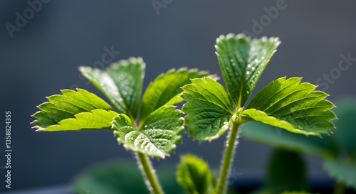 close up of a green plant