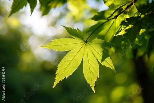 Green leaf close-up. Sunlight filters through forest canopy. Nature photo. Stock use