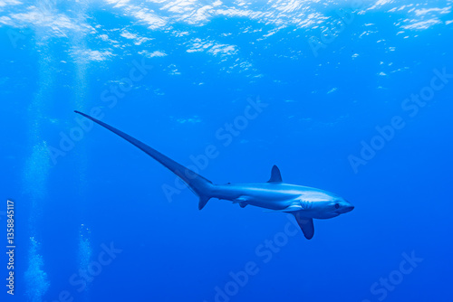 Malapascua Thresher shark