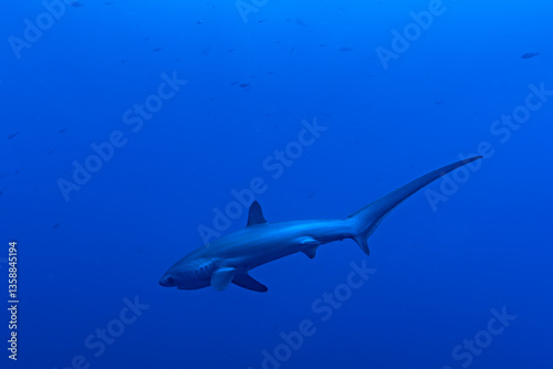 Tableau sur toile Malapascua Thresher shark