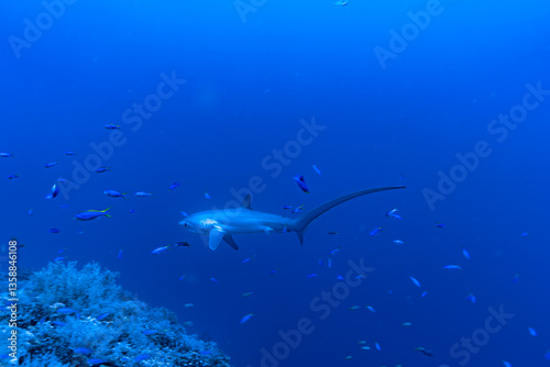 Malapascua Thresher shark