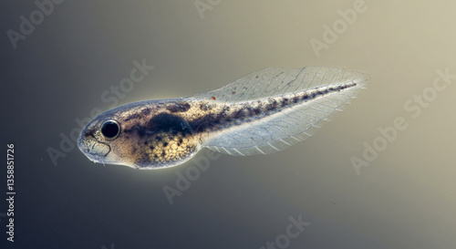 Spring awakening of tadpoles, Close-up of a tadpole swimming with a blurred green background