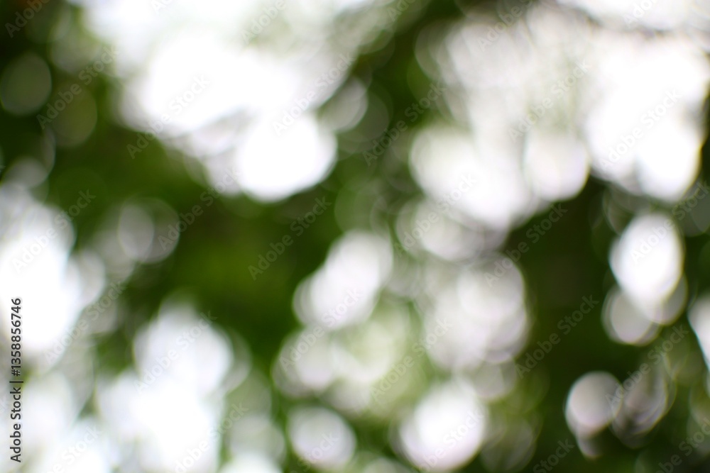 Obraz premium Ethereal Canopy Greenery Awaits Bokeh Background for Artistic and Nature-Inspired Designs